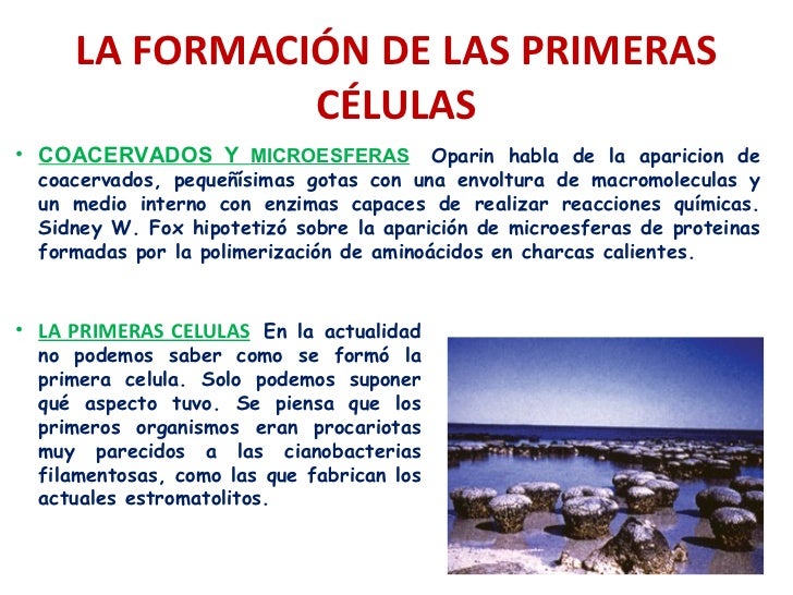El origen de la vida