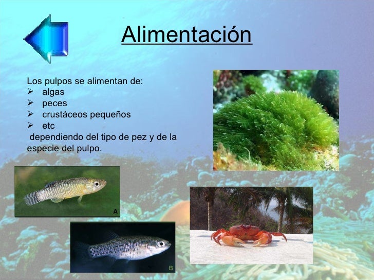 Presentation Name on emaze