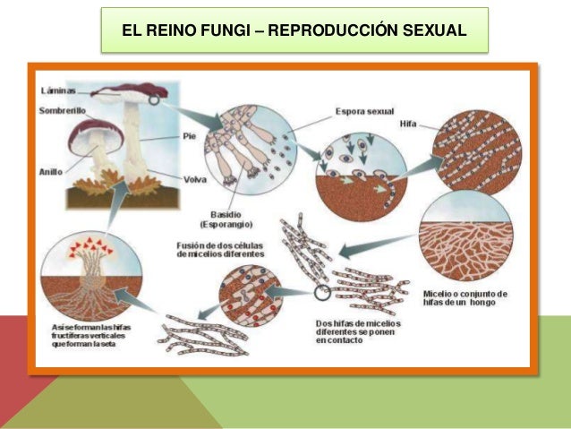 El lápiz del hongo de las uñas