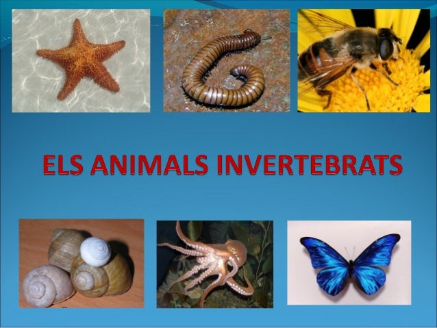 Els animals invertebrats