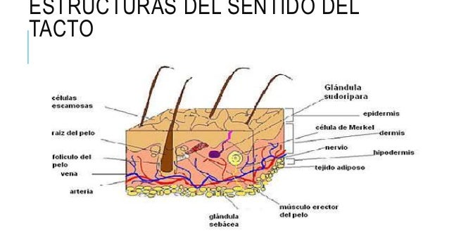 El sentido del tacto