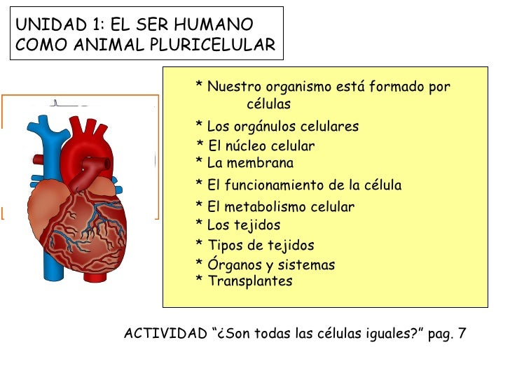 Quien adelgazaba con la sosa el foro las revocaciones