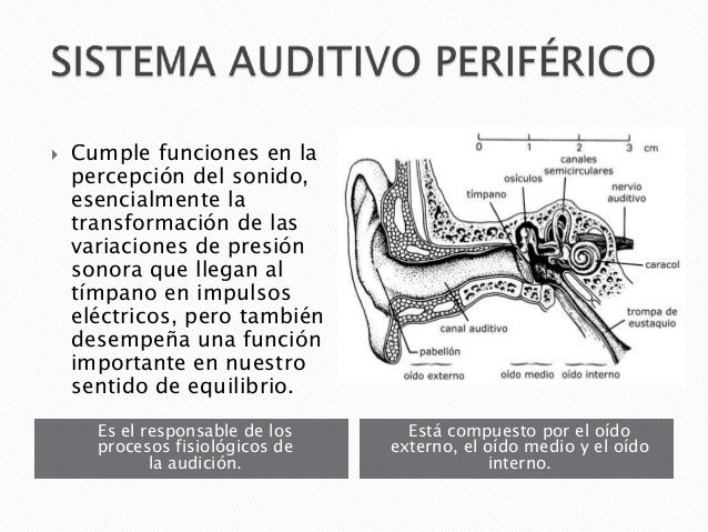 Cual Es La Funcion Del Sistema Auditivo Periferico