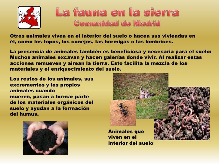 El suelo, la vegetación y la fauna El suelo, la vegetación y la fauna