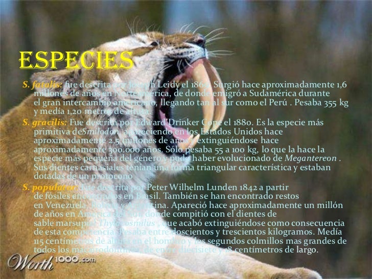 Cuanto Media El Dientes De Sable