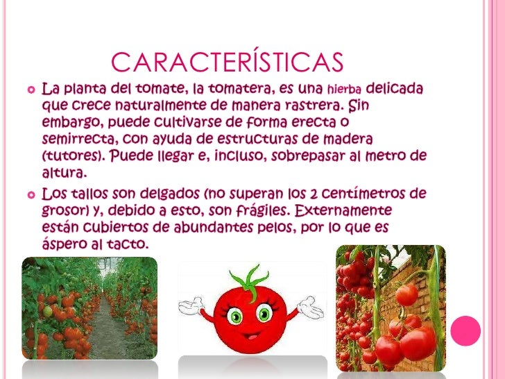 El tomate