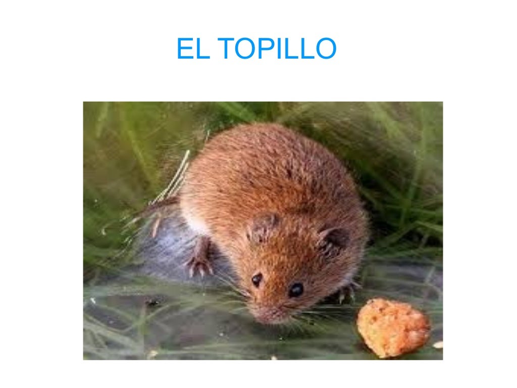 El topillo