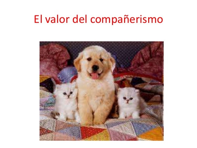 VALOR AMISTAD COMPANERISMO valor amistad companerismo: