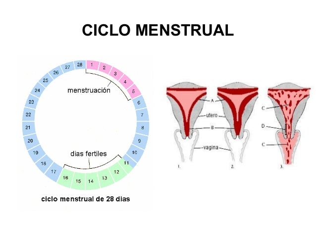 ciclo menstrual irregular embarazo