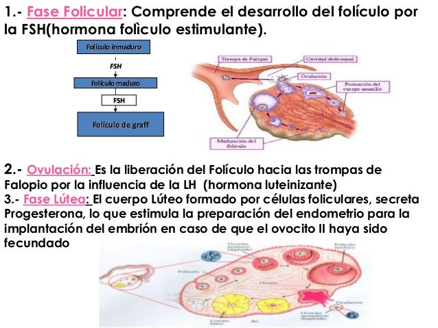 Si es posible aumentar con la ayuda la crema el miembro