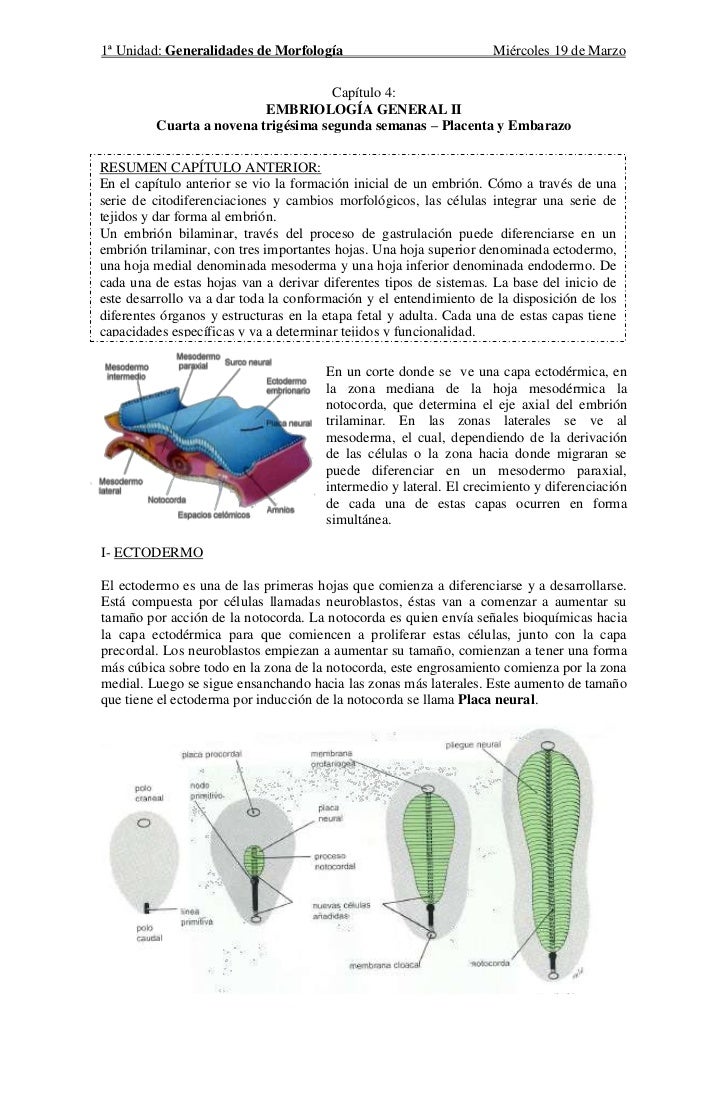 EMBRIOLOGIA GENERAL embriologia general: