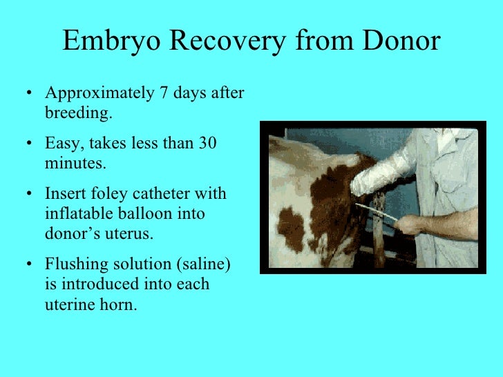 embryo transfer