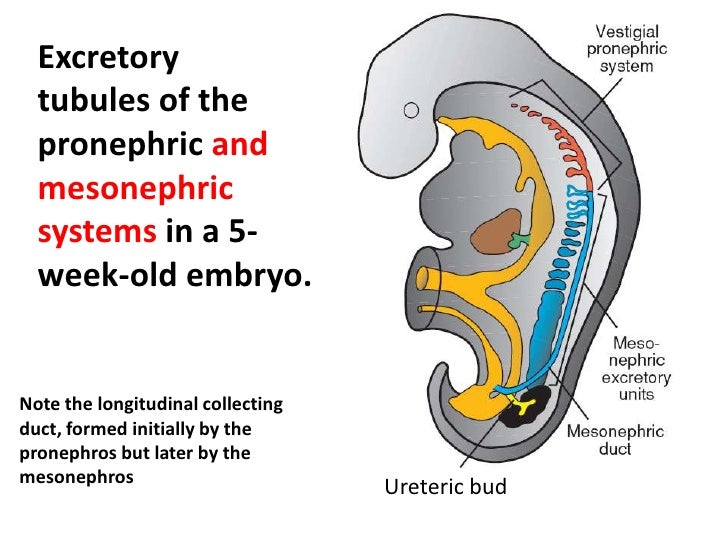 Embryology urogenital system