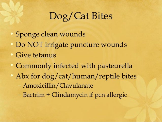 Dog Cat And Human Bites A Review Dog Cat And Human Bites A Review