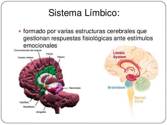 Resultado de imagen para SISTEMA LIMBICO