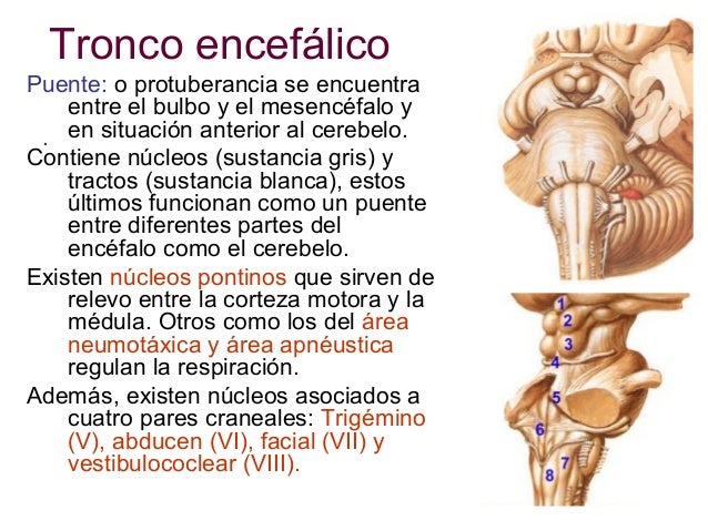 Encefalo