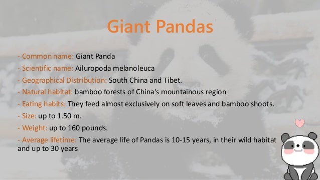 Endangered animals panda