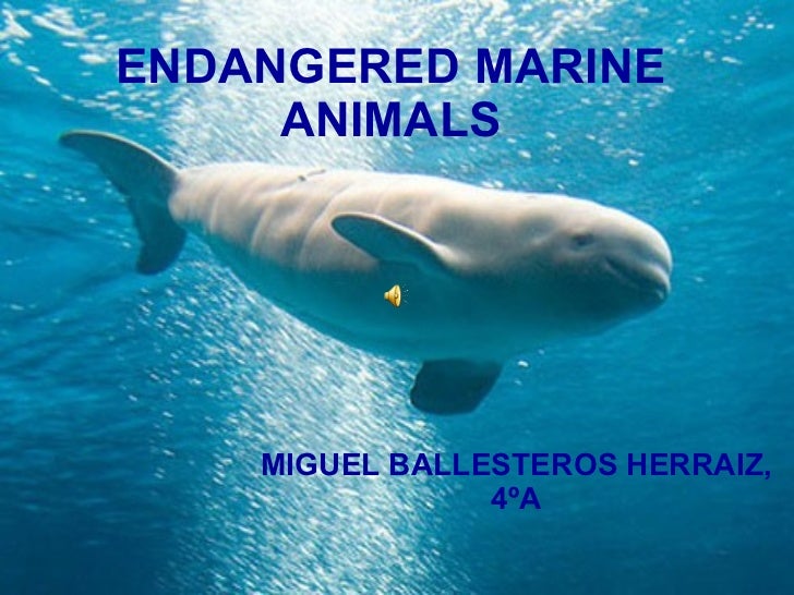 endangered-marine-animals