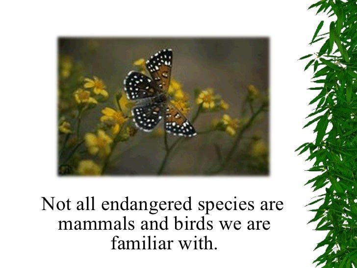 the reasons why the bald eagle has become an endangered species Bald eagles will still be protected under the bald and golden eagle protection act there is no single cause for the decline in the bald eagle population were eaten by small animals, which were later consumed by birds of prey of dead bald eagles, which may have caused them to become infertile. the reasons why the bald eagle has become an endangered species Bald eagles will still be protected under the bald and golden eagle protection act there is no single cause for the decline in the bald eagle population were eaten by small animals, which were later consumed by birds of prey of dead bald eagles, which may have caused them to become infertile.