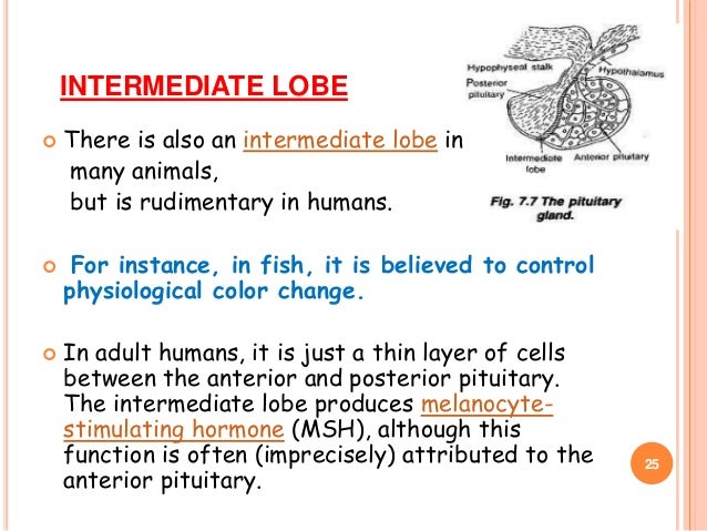 Endocrine system