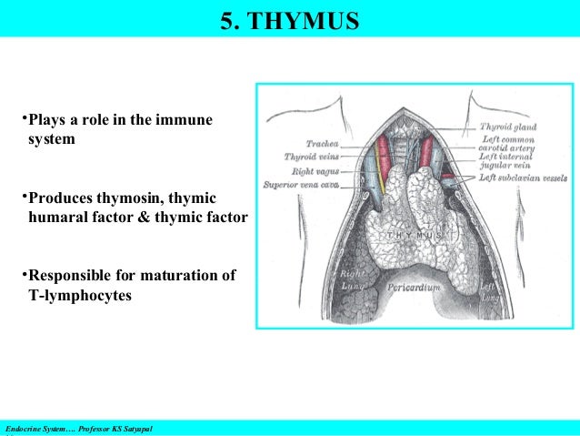 canine lymphoma symptoms