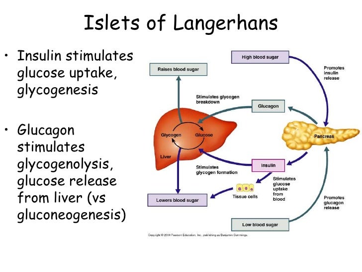 Endocrine systemglands