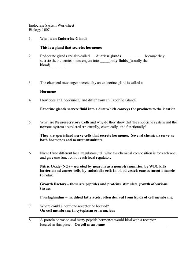 The Endocrine System Questions Worksheet 1 Answers