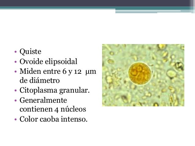 Endolimax nana