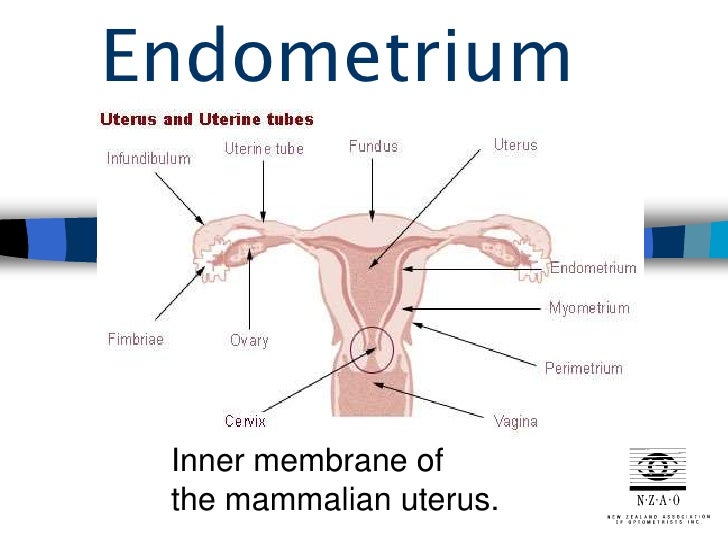 zerebrale metastase