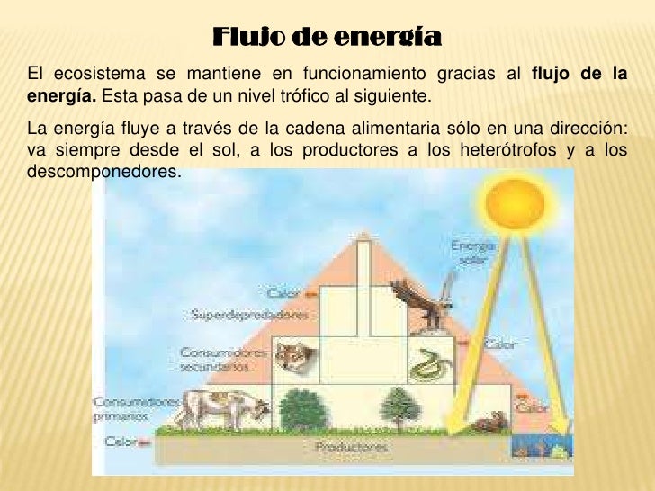 ESCUELA DE BIOLOGIA Y QUIMICA-Magaly Mosquera-Energia