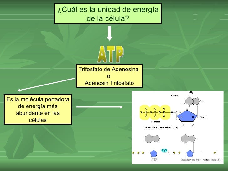 Cual Es La Principal Fuente De Energia Celular