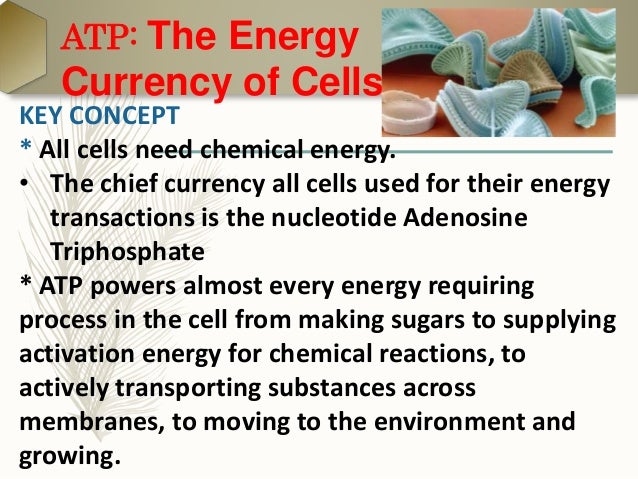 how energy is transferred from sunlight to atp from atp to sugars and from sugars to your cells 4 power: pathways that make atp 41 the human body has a duel power system in this chapter we are going to tell how energy is produced in the cells of humans composed of two sugars, galactose and glucose. how energy is transferred from sunlight to atp from atp to sugars and from sugars to your cells 4 power: pathways that make atp 41 the human body has a duel power system in this chapter we are going to tell how energy is produced in the cells of humans composed of two sugars, galactose and glucose.