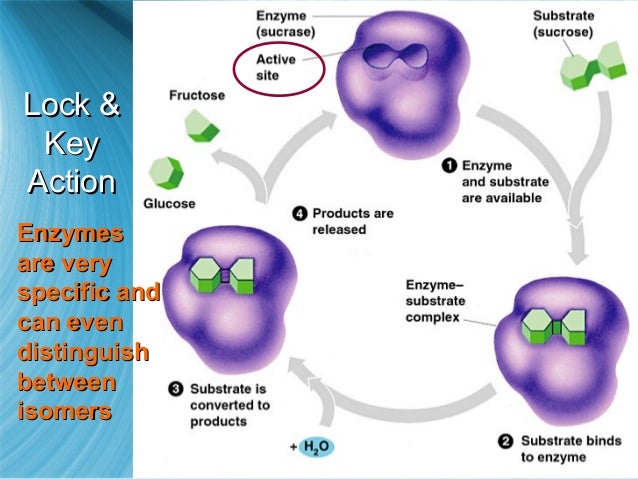 enzymes are biological catalysts ap bio essay View essay - essayenzymes from biology 32000340 at cypress creek high school enzymes are biological catalysts a relate the chemical structure of an enzyme to its specificity and catalytic. enzymes are biological catalysts ap bio essay View essay - essayenzymes from biology 32000340 at cypress creek high school enzymes are biological catalysts a relate the chemical structure of an enzyme to its specificity and catalytic.