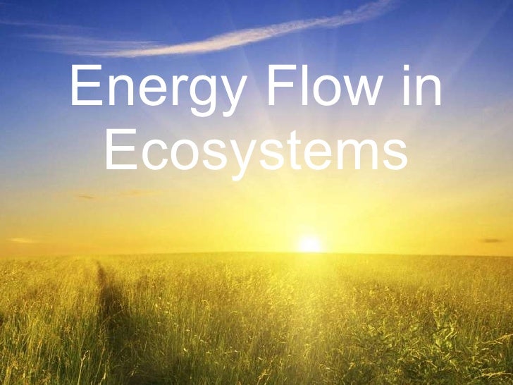 Energy Flow in Ecosystems