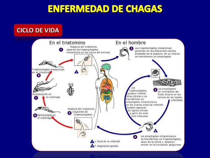 Enfermedad de chagas pediatria