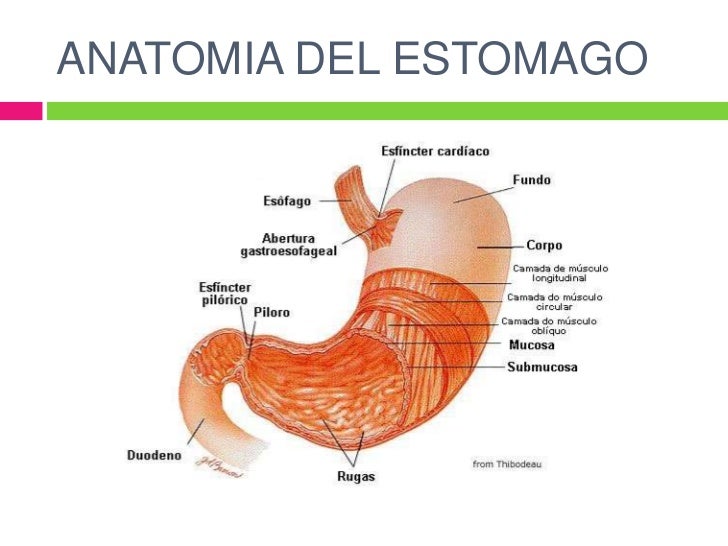 Enfermedades del estomago