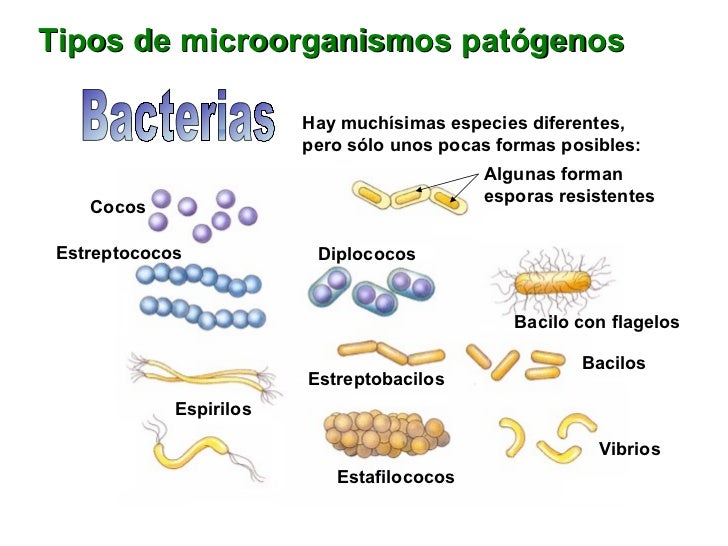 LAS BACTERIAS TIPOS las bacterias tipos: