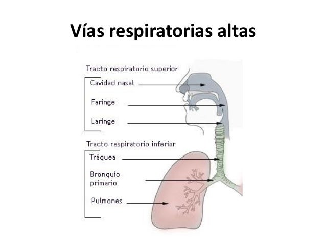 Enfermedades respiratorias MDA