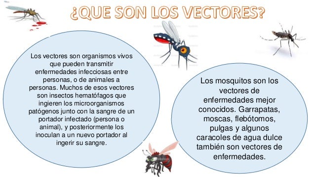Imagenes De Vectores Que Transmiten Enfermedades | enfermedades transmitidas por vectores Imagenes De Vectores Que Transmiten Enfermedades | enfermedades transmitidas por vectores