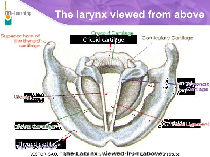 English Pronunciation Speech Organs