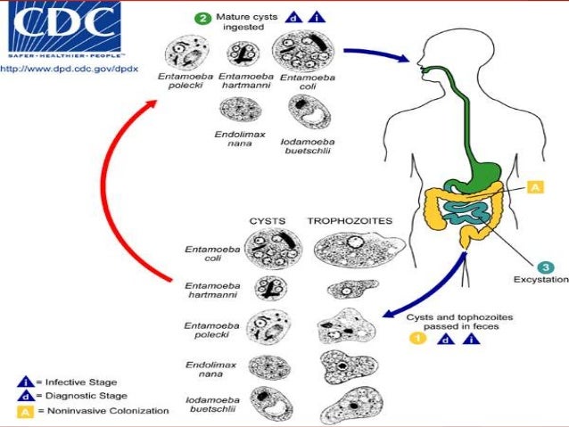 labelled diagram of entamoeba histolytica diagram of e histolytica of e elsavadorla labelled diagram of entamoeba histolytica diagram of e histolytica of e elsavadorla