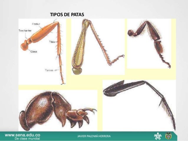 Entomología básica 1 julio 2015