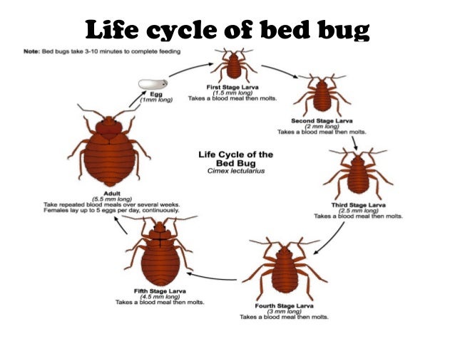 Bed Bugs Can They Live In Your Hair Bed Bugs Can They Live In Your Hair