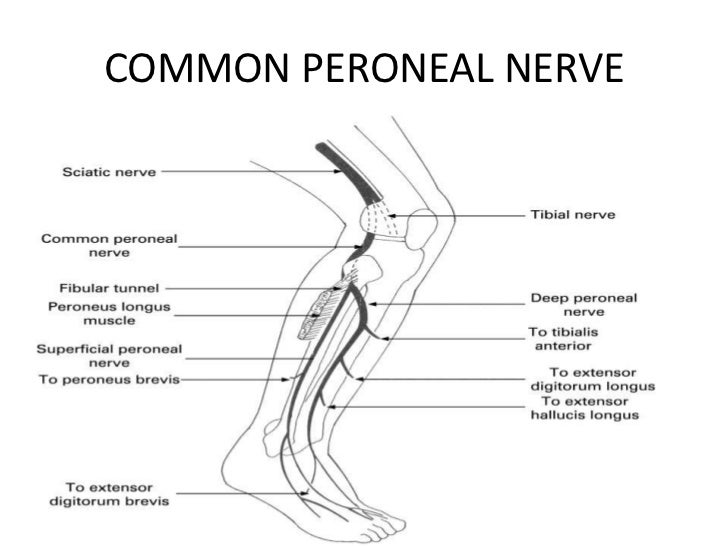 Ncv study cpt nerve damage Ncv study cpt nerve damage