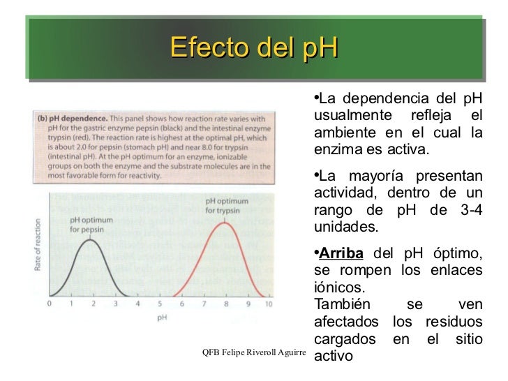 Enzimas (2)