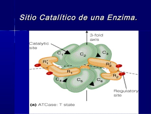 Enzimas