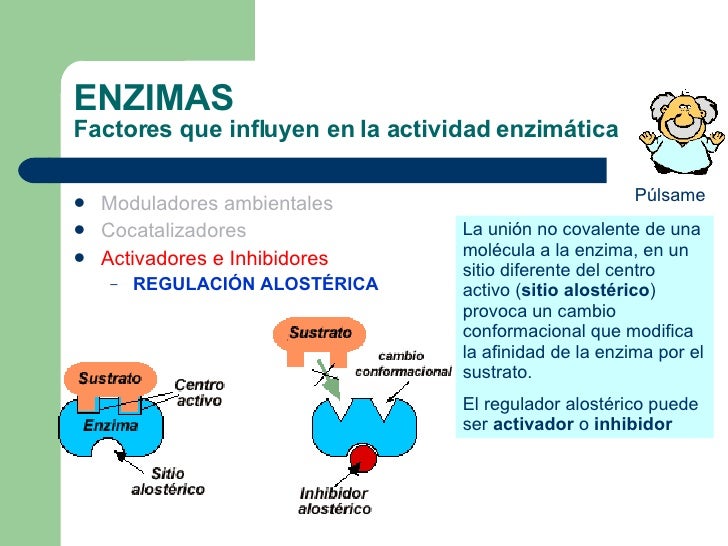 Factores Que Influyen En La Actividad Enzimatica es.slideshare.net