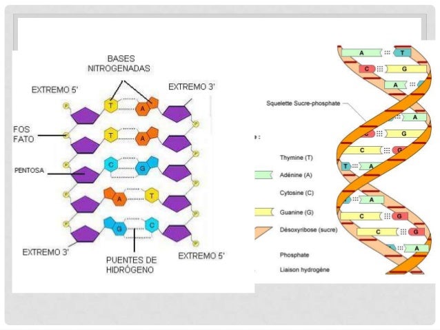 Enzimas y acidos nucleicos Enzimas y acidos nucleicos