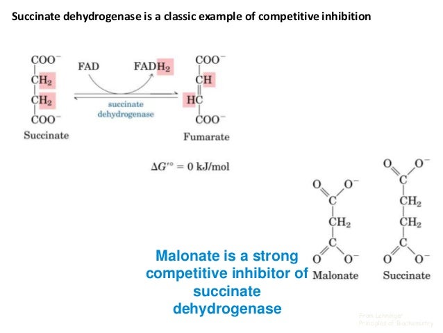 to determine succinate dehydrogenase activity of mitochondria to determine succinate dehydrogenase activity of mitochondria