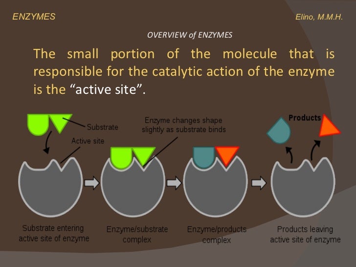 Introduction to Enzymes